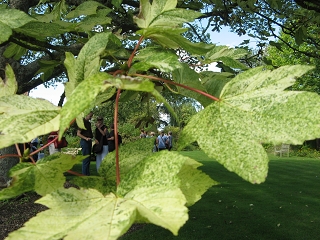 East Lambrook Manor Garden